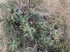 Pentanema germanicum