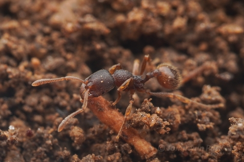 Stenamma ussurienseStenamma ussuriense