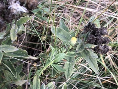 Pentanema germanicum