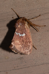 Monoleuca semifascia