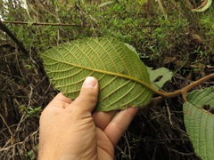 Clethra rugosa