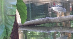 Nycticorax nycticorax