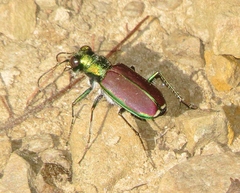 Cicindela splendida