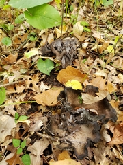 Craterellus foetidus