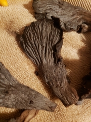 Craterellus foetidus