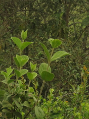 Viburnum lasiophyllum