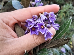 Solanum stenophyllum
