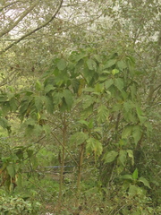 Verbesina arborea