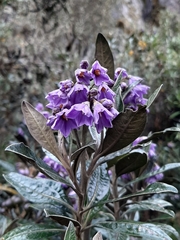 Solanum stenophyllum