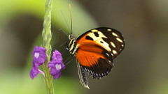 Heliconius hecale melicerta
