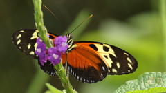 Heliconius hecale melicerta