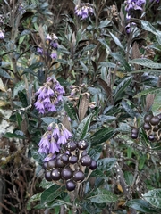 Solanum stenophyllum