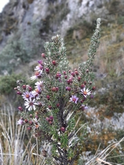 Diplostephium hartwegii