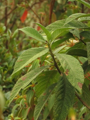 Lippia hirsuta
