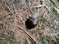 Helix albescens