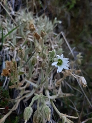 Cerastium floccosum