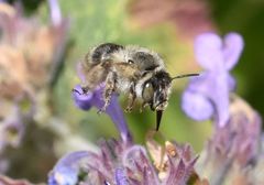 Anthophora quadrimaculata