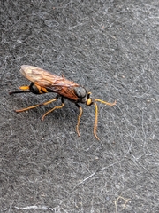 Urocerus flavicornis