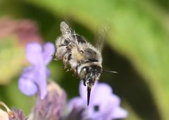 Anthophora quadrimaculata