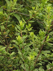 Baccharis prunifolia