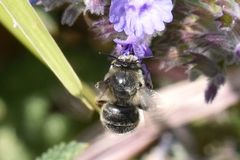 Anthophora quadrimaculata