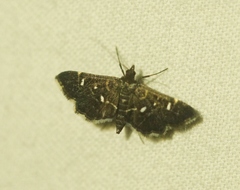 Diathrausta reconditalis