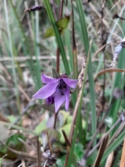 Gentianella rapunculoides