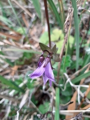 Gentianella rapunculoides