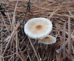 Chlorophyllum hortense