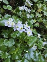 Kumlienia hystricula