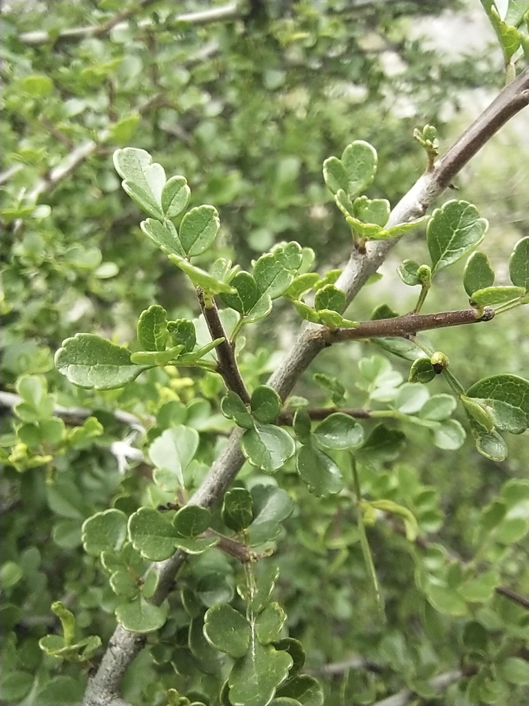 Afghan Ash