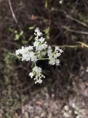 Perideridia parishii