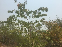Hymenaea courbaril
