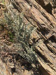 Pellaea mucronata mucronata