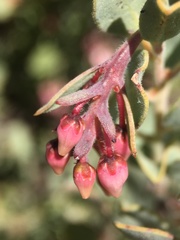 Arctostaphylos nissenana