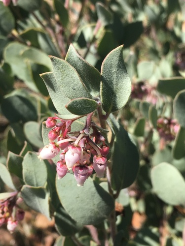 Image of Nissenan Manzanita (Arctostaphylos nissenana) by (c) Matt Berger, some rights reserved (CC BY)