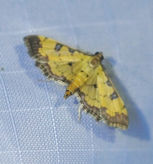 Ategumia ebulealis