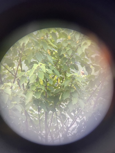 Long-tailed Shrike