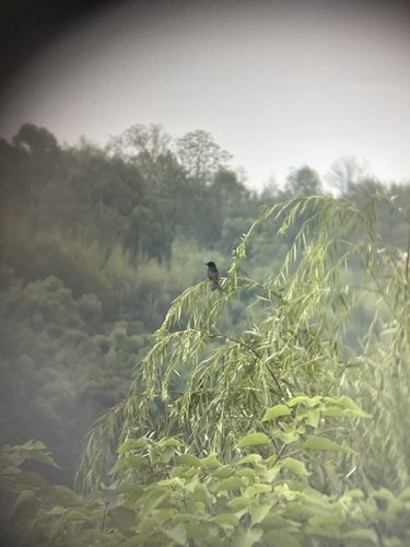 Black Drongo