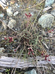 Lomatium hooveri
