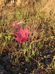 Fritillaria pluriflora