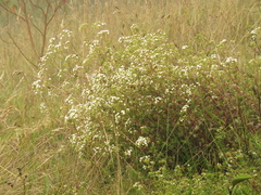 Stevia ovata