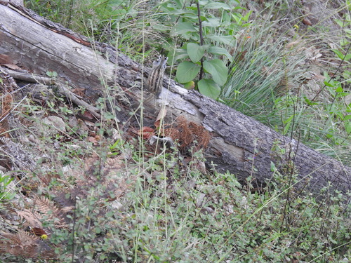 Durango Chipmunk