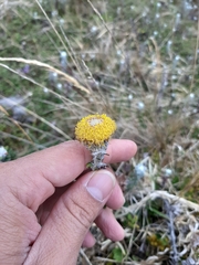 Lasiocephalus ovatus