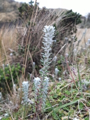 Lasiocephalus ovatus