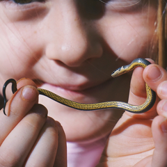 Diadophis punctatus stictogenys