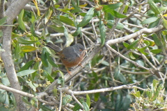 Curruca deserticola