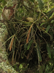 Tillandsia fragrans