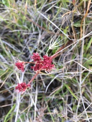 Lomatium hooveri