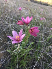 Fritillaria pluriflora